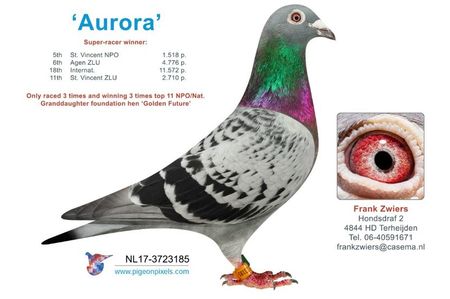 NL17-3723185