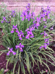 IRIS SETOSA