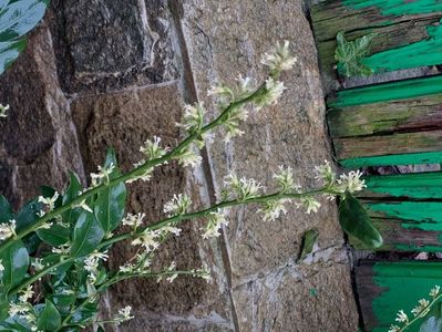 sarcococca confusa sau merisor dulce