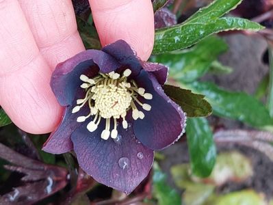 Helleborus orientalis Metallic Lady