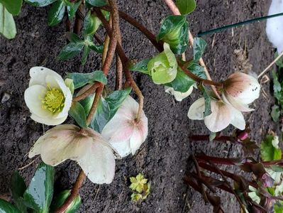 helleborus frosty
