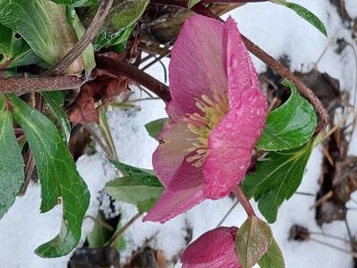 helleborus ice nroses rose