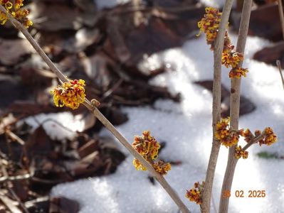 hamamelis Orange Beauty