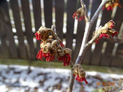 hamamelis Stolwijk Red