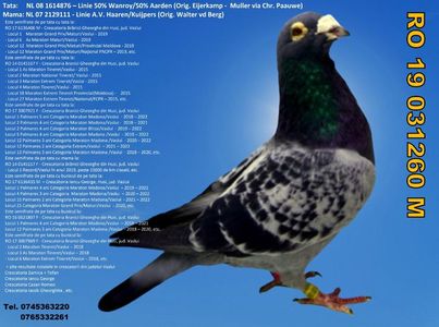 RO 19 031260 M Pret 300 Lei + transportul