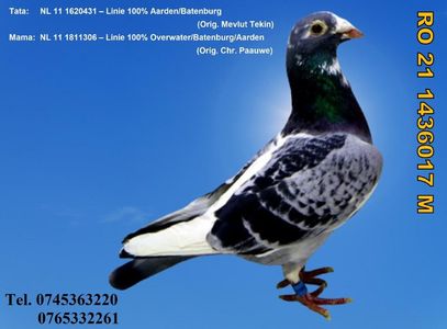 RO 21 1436017 M REZERVAT ORADEA Pret 150 Lei + transportul