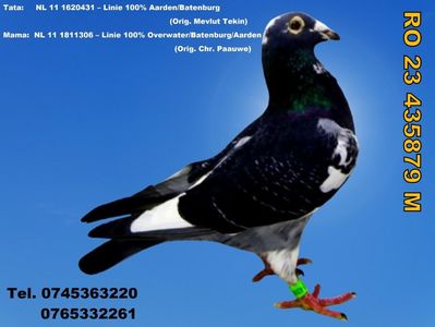 RO 23 435879 M Pret 150 Lei + transportul