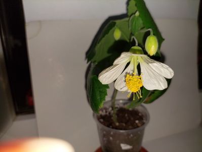 Abutilon alb 2(28-02-2025)