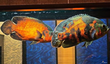 Oscar Fish Tank in a Restaurant