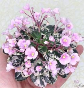 Precious Pixie ( mini ) 50 lei