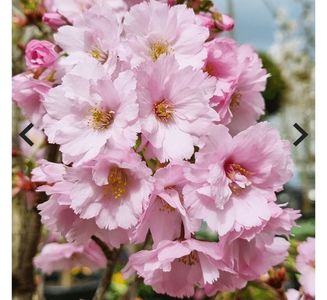 Prunus First Blush; Roz, verde/portocaliu /rosu, 6/3m

