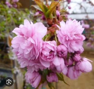 Prunus Kiku Shidare Zakura; Prunus &amp;#039;Kiku-shidare-zakura&amp;#039;	C7.5 Pa 80 - 100  119.97ron	comanda comuna clematite.ro
