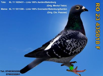 RO 23 435018 F  Pret 150 lei + transportul