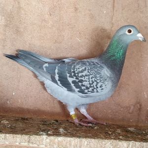 Femela 24-001