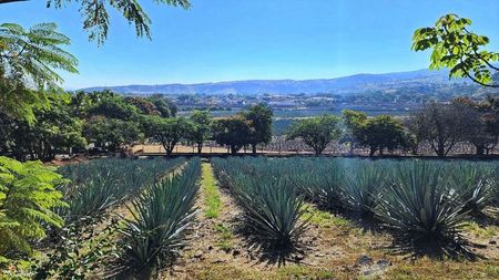 Mexican Farm 2
