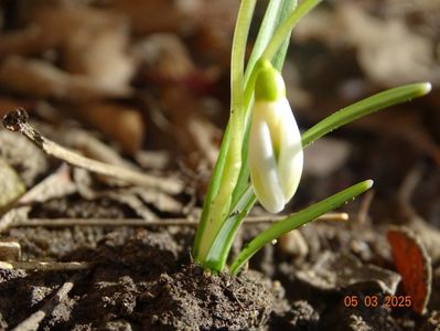 galanthus Viridapice