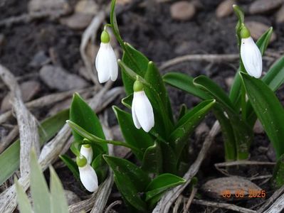 galanthus woronowii