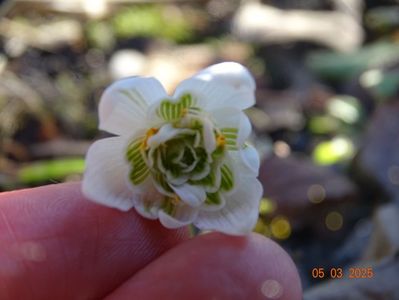 galanthus Flore Pleno