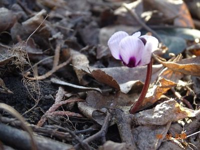 cyclamen coum Porcelain