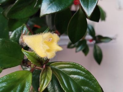 Nematanthus Flumiensis(7-03-2025