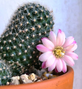 Rebutia Pink  champagne