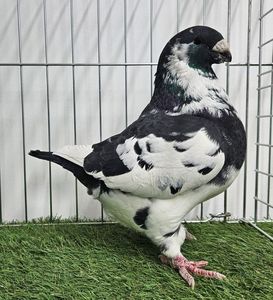 MASCUL RO