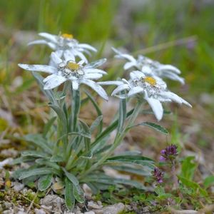 floarea-de-colt-leontopodium-alpinum~5856