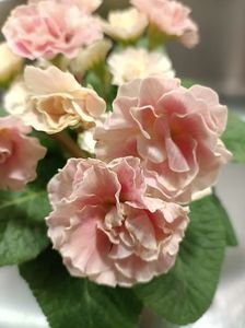 IMG20250307195511