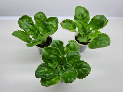 EK-Berendeevo Tsarstvo