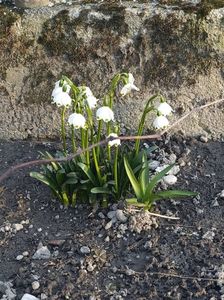 IMG-20250309-WA0005