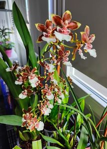 Colmanara"jungle monarch"