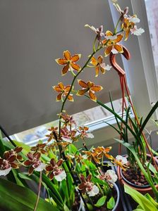 Colmanara"jungle monarch"