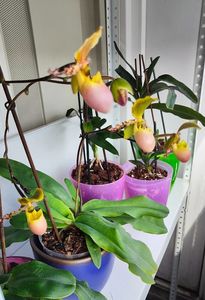 Paph. Pinocchio