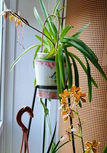 Paph. Philippinense
