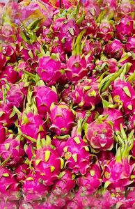 Dragon Fruit 1