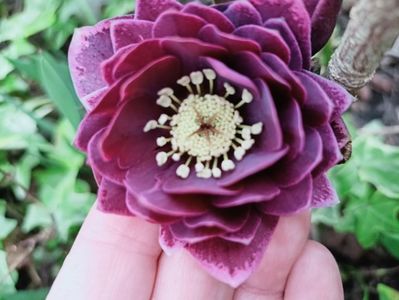 Helleborus "Double Aubergine"