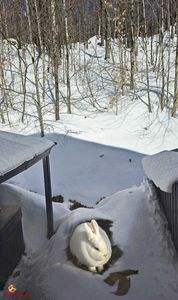 Rabbit on the Snow