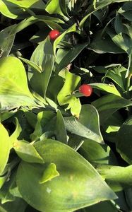 Ruscus hypoglossum