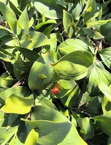 Ruscus hypoglossum
