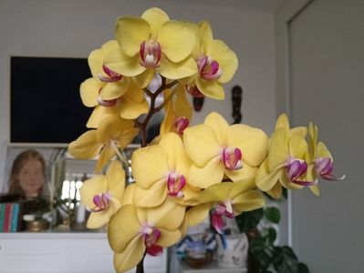 Miraflore