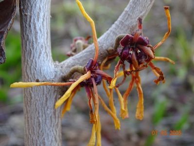 hamamelis Aphrodite
