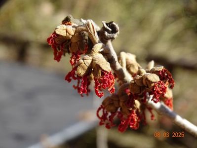 hamamelis Stolwijk Red