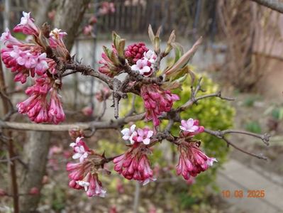 viburnum bodn. Dawn
