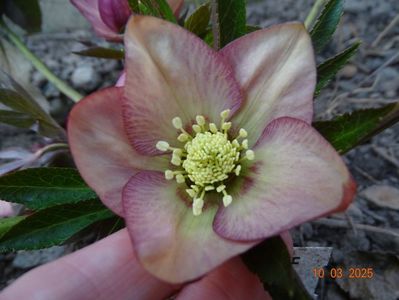 Apricot Red Center