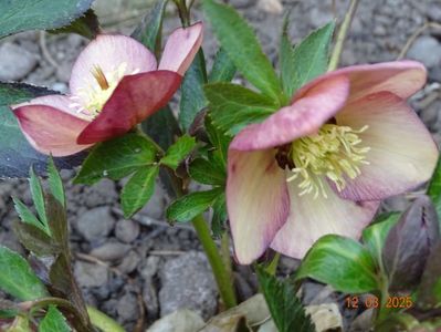 Apricot Red Center