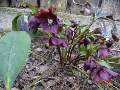 Aubergine anemona