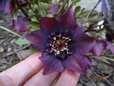 Aubergine anemona