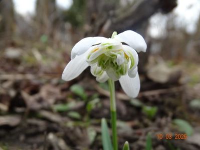 galanthus Flore Pleno