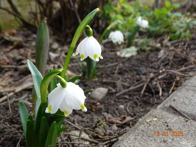 leucojum vernum