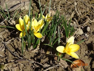 crocus Cream Beauty